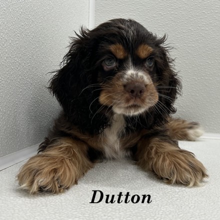 puppy, for, sale, Cocker Spaniel, Joe & Cherri  Overlease, dog, breeder, Miller, MO, dog-breeder, puppy-for-sale, forsale, nearby, find, puppyfind, locator, puppylocator, aca